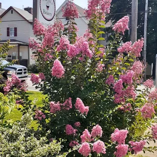 a bush of pink flowers