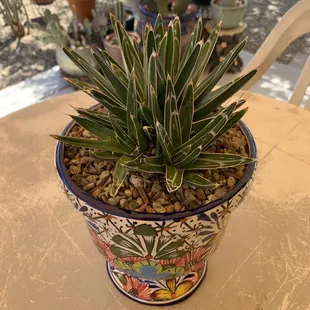 Queen Victoria agave and "footed" pot purchased at Marcia's Garden.