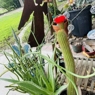 So beautiful! You will get a sense of calm when around your cactus garden