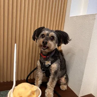 Mango and banana gelato with Charlie Cacao