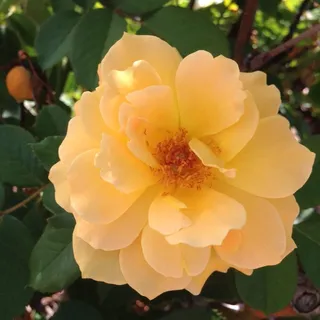 Linda C.