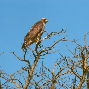 Hawk sitting on top of tree located about 20 feet to west of trail.  Used 300mm telephoto lens.- - -Tom Brody