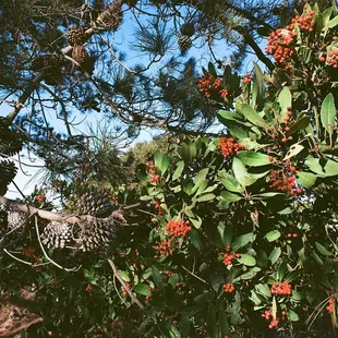 Berries growing on tree located next to path. - - Tom Brody