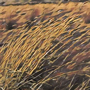 Mare Island San Pablo Bay Trail