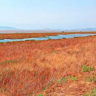 Mare Island San Pablo Bay Trail