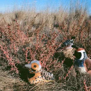 Pickleweed next to trail, with birds (northern flicker and 2 quails). - - -Tom Brody