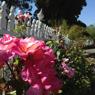 Picket fence to the cemetery.