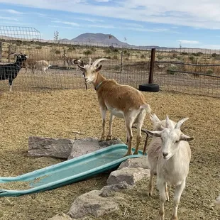 two goats in a pen