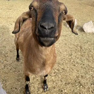 a close up of a goat's face