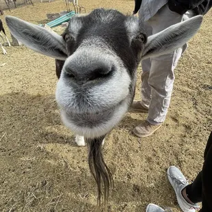 a close up of a goat's face