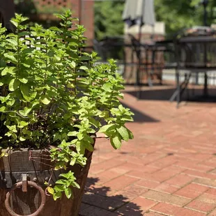 Mojito season anyone?