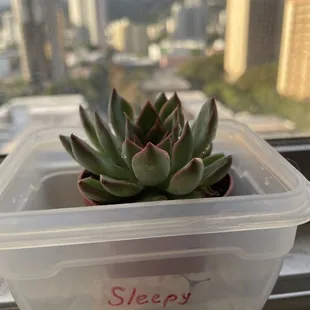 Sleepy, my new mini succulent baby :))