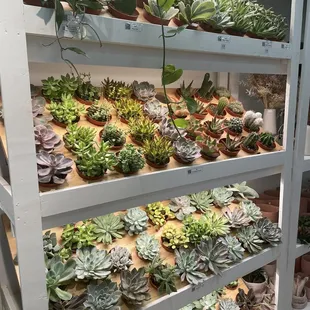 Succulents! Around $9 each