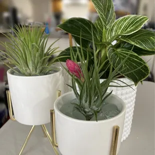 New plant babies for the boutique!