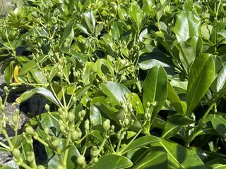 Charles Nii Nursery