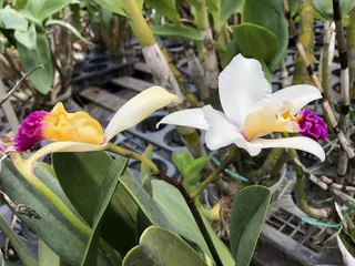 H & R Nurseries