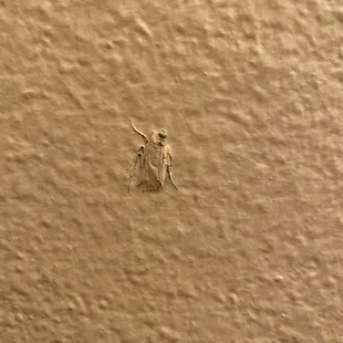 A roach painted into the wall !!!!