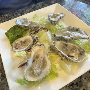 Oysters