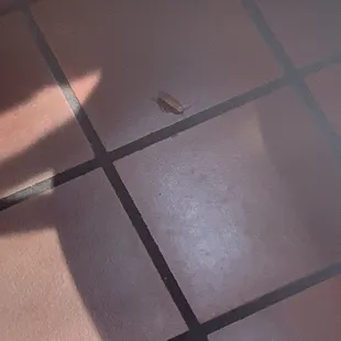 Cockroach on floor.