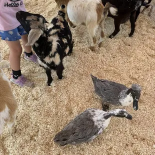 Petting zoo