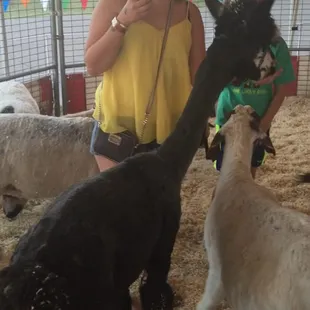 Feeding the alpacas at the petting zoo!