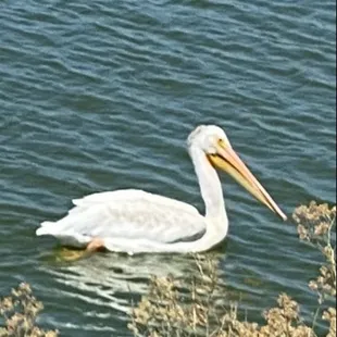 A friend that dropped in in our beautiful backyard.