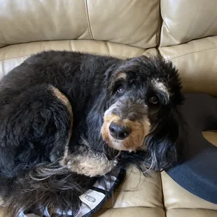 This is Jolene our amazing Aussiedoodle!