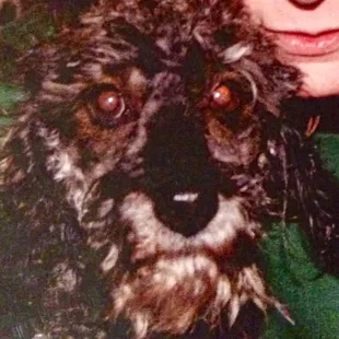 My miniature  poodle, Rebock. Age 24. He looks like an old soul.