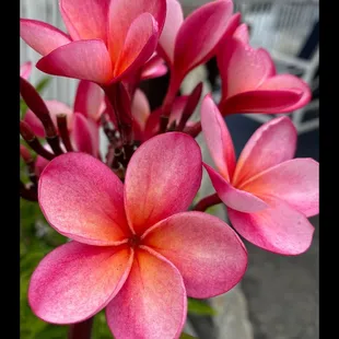 Plumerias while you wait