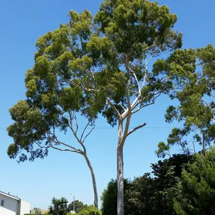 I wouldn't mind having this Eucalyptus tree on my front yard.