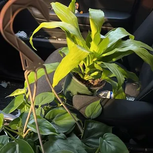 Mican philodendron and neon plant