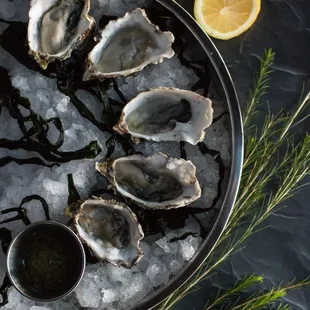 Fresh Oysters