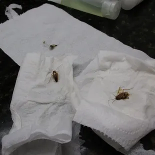 cockroaches