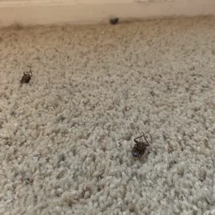 More water beetles... (Papa Roach)