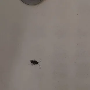 huge roach in bath tub
