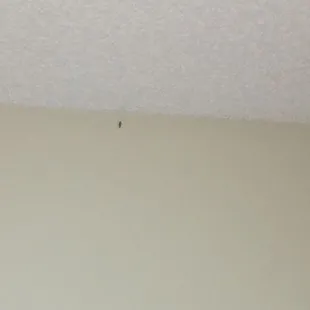 Another Roach talked to Andre who simply said they are water bugs and are common in the area. Do yourself and family a favor don&apos;t live here