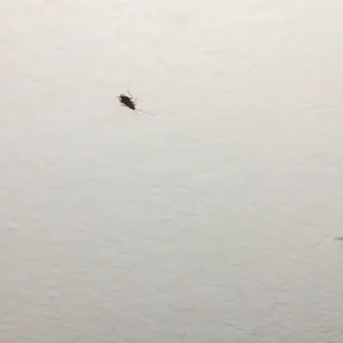 The whole complex is filled with roaches the staff do not care, one of the staff is a Garibaldi , no pride in family business or name.