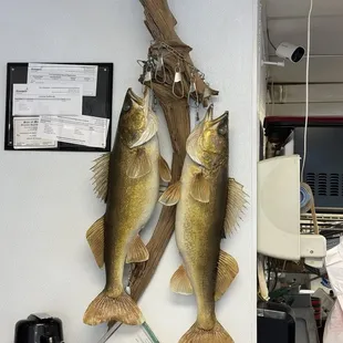 Love the string if walleyes as decor, nothing screams Minnesotan more!