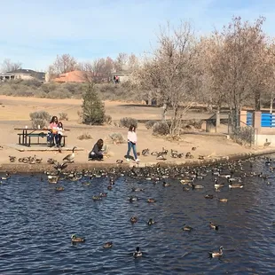 Duck pond and bridge