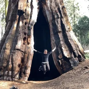 Giant Sequoia