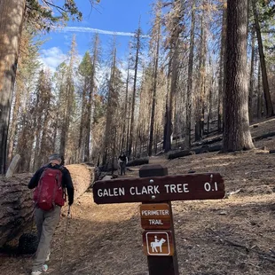 Amazing Giant Sequoias