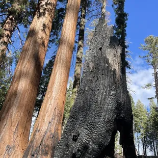 Amazing Giant Sequoias