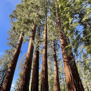 Giant Sequoias