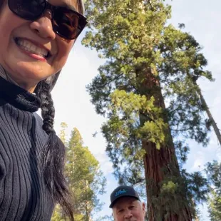 Amazing Giant Sequoia trees