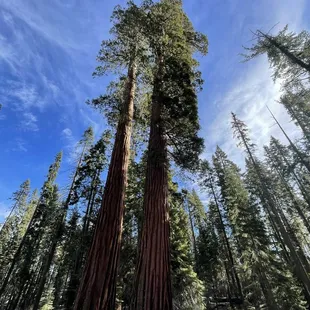 Giant Sequoias
