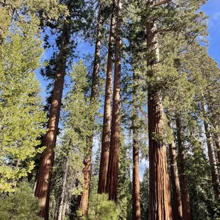 Giant Sequoias