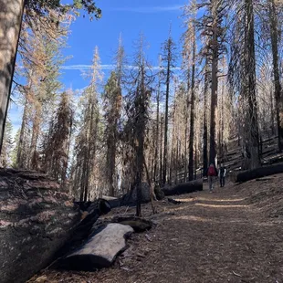 Giant Sequoias