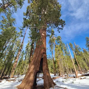 California Tunnel Tree