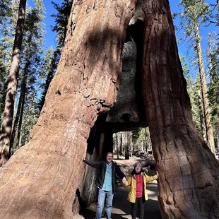 Inside the California Tunnel tree, taken 10.2022