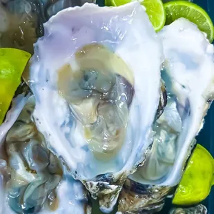 Oysters